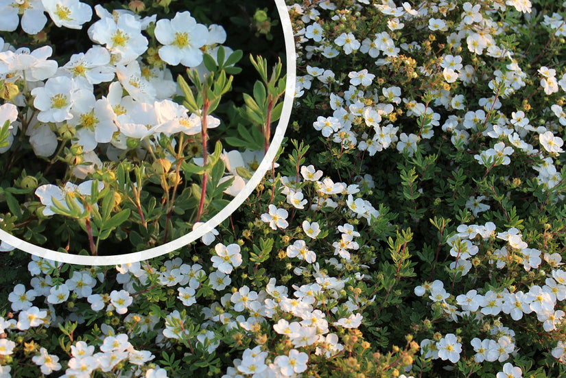 Heesterganzerik - Potentilla fruticosa 'Abbotswood'