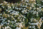 Potentilla fruticosa 'Abbotswood'