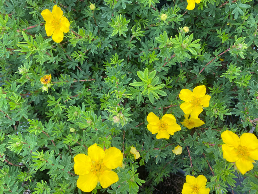 Heesterganzerik - Potentilla fruticosa 'Goldfinger'