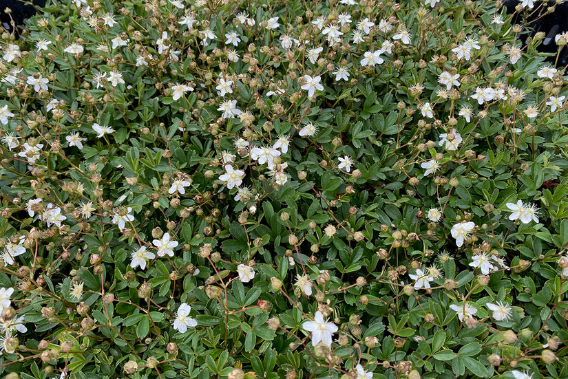 Ganzerik Potentilla tridentata 'Nuuk' in bloei