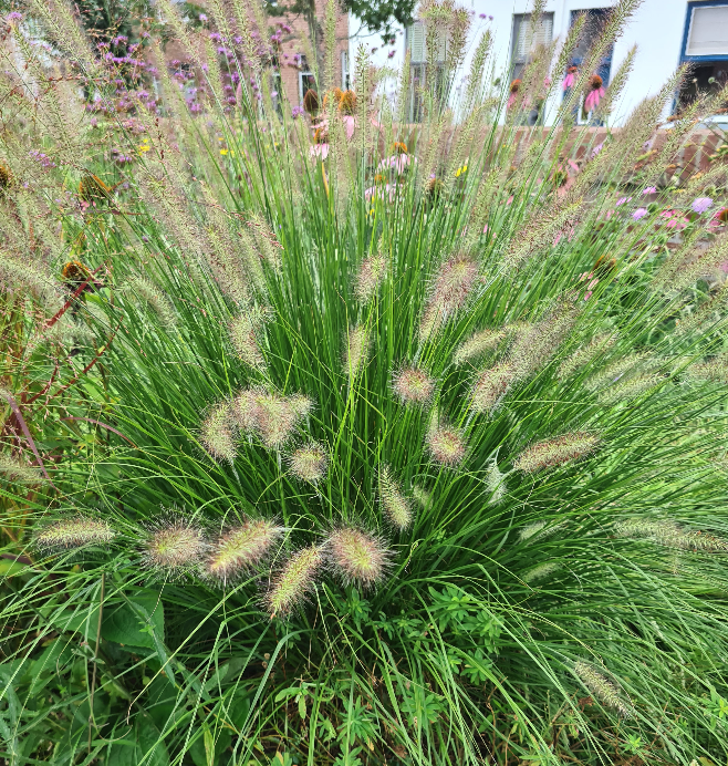 Siergras aanplanten tuinen en borders