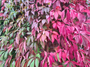 Vijfbladige wingerd - Parthenocissus quinquefolia herfstblad