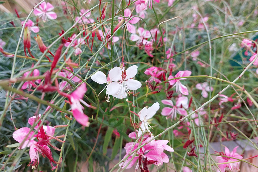 Prachtkaars - Gaura lindheimeri 'Siskiyou Pink'