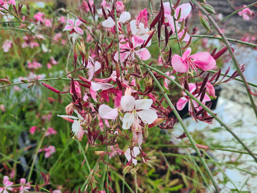 Prachtkaars - Gaura lindheimeri 'Siskiyou Pink' in bloei