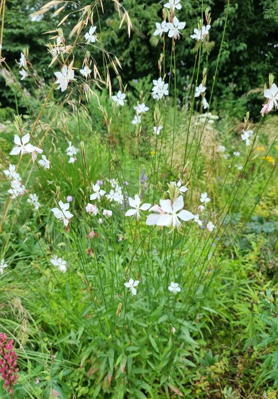 Prachtkaars - Gaura