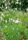 Prachtkaars - Gaura