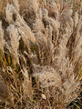 Prachtriet - Miscanthus sinensis 'Red Chief'