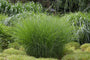 Prachtriet - Miscanthus sinensis 'Gracillimus' - leuk in combinatie met Zegge - Carex