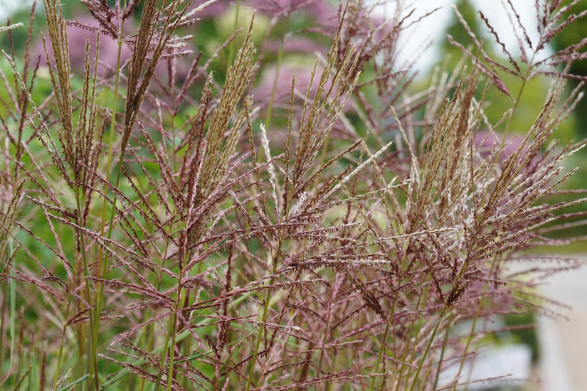 Prachtriet-gras-Miscanthus-Ferner-Osten.jpg