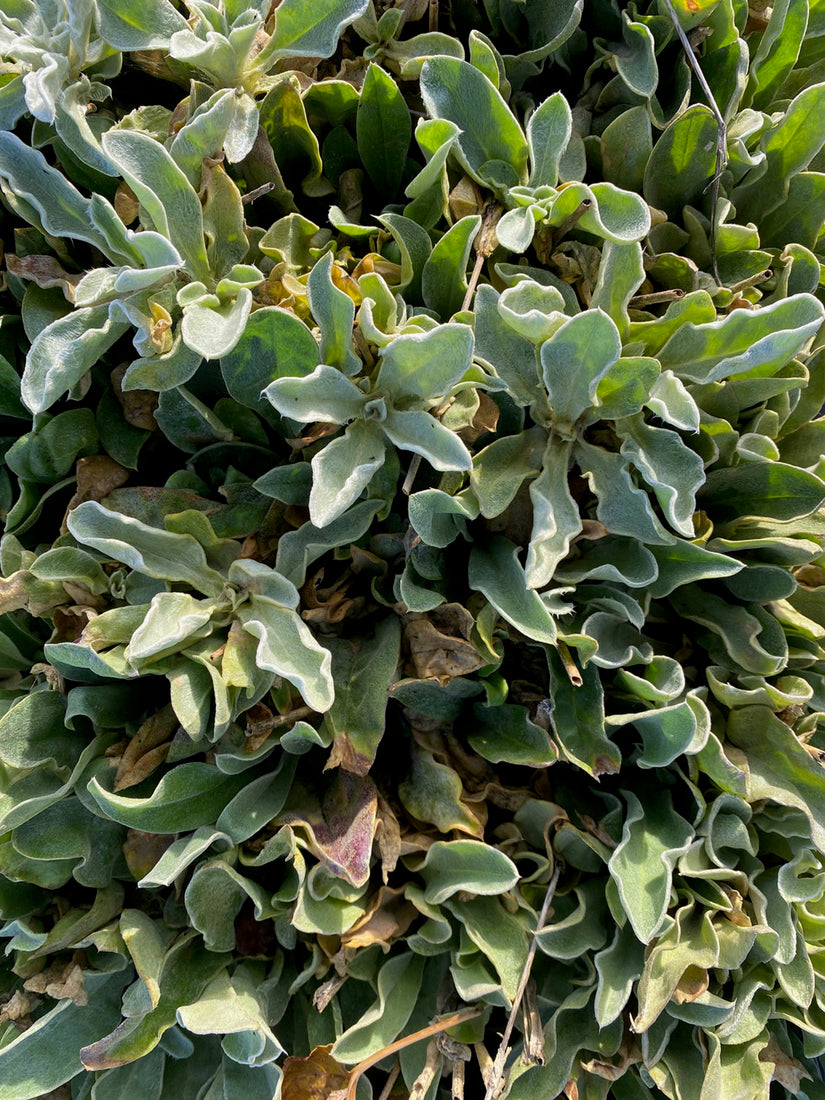 Prikneus - Lychnis coronaria 'Atrosanguinea'