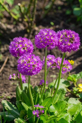 Primula Denticilata 'Rubin' - Kogelprimula.jpg