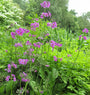 Border met Sleutelbloem - Primula beesiana