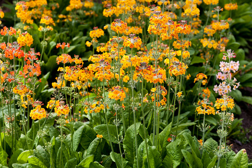 Primula-bulleyana.jpg