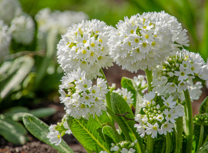 Primula denticulata - Kogelprimula 'Alba'