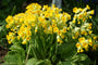 Primula-veris.jpg