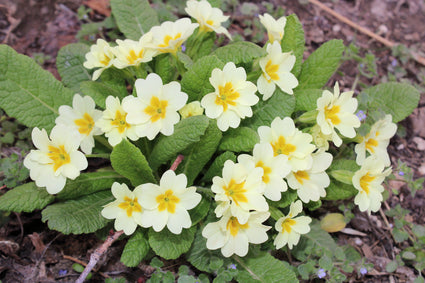 Sleutelbloem - Primula vulgaris