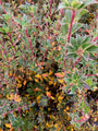 Pronkklokje - Enkianthus campanulatus 'Prettycoat'