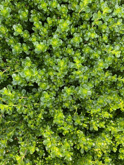Muntstruik - Prostanthera cuneata