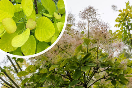 Pruikenboom - Cotinus coggygria 'Golden Spirit'