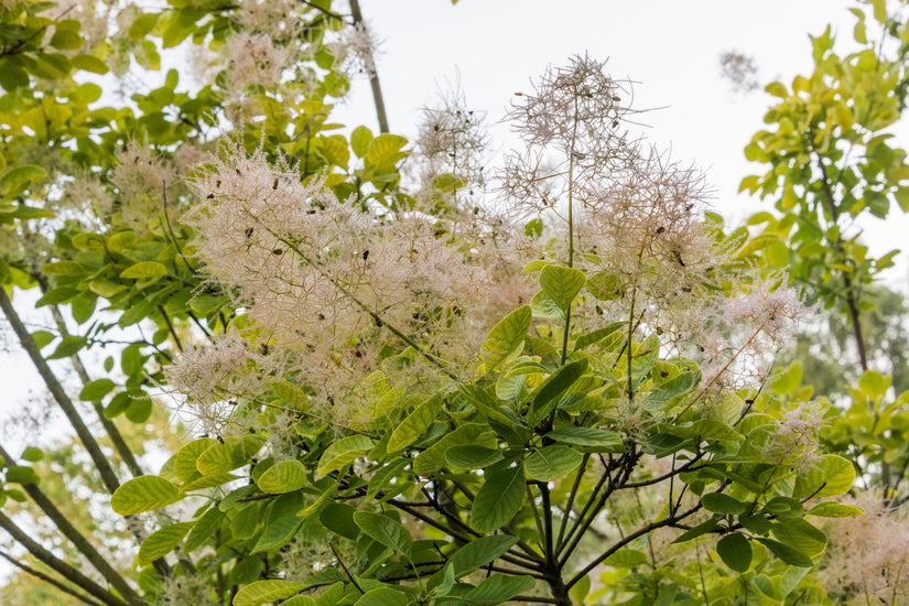 Harige pluimen - Cotinus coggygria 'Golden Spirit'
