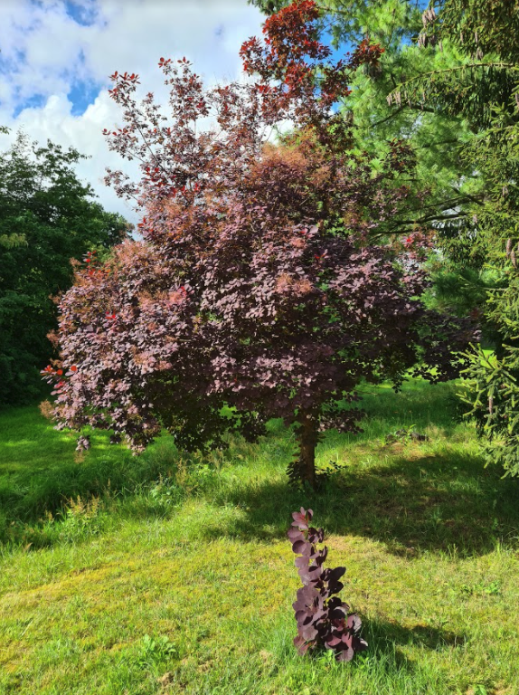 Pruikenboom in de tuin of border