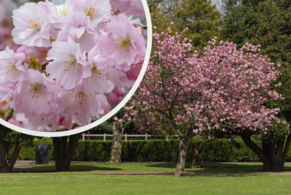 Japanse sierkers - Prunus 'Accolade' in bloei