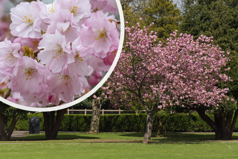 Japanse sierkers - Prunus 'Accolade' in bloei