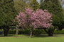 Japanse sierkers - Prunus 'Accolade' - Compacte boom