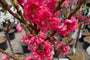 Dwergperzik - Prunus Persica 'Red Peachy' op stam