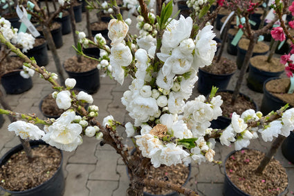 Dwergperzik - Prunus Persica 'White Peachy'