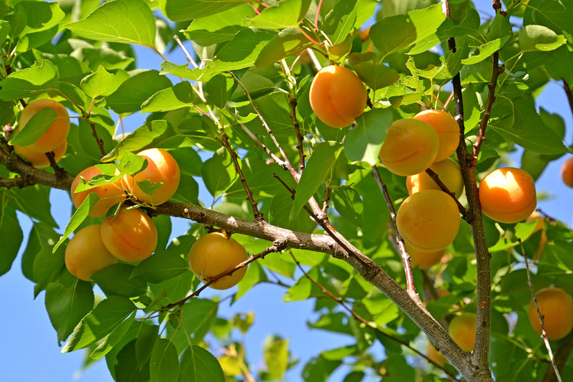 Abrikozen - Prunus armeniaca