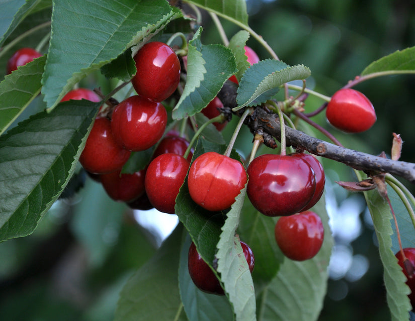 Prunus avium 'Bigarreau Napoléon' kersen