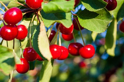 Dwergkers - Prunus cerasus 'Oblaczynska'