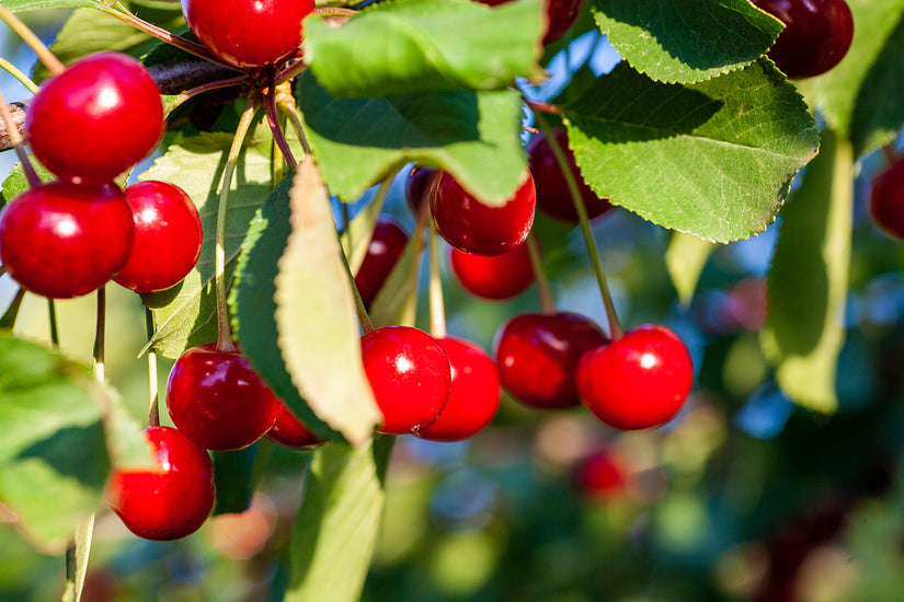 Dwergkers - Prunus cerasus 'Oblaczynska'