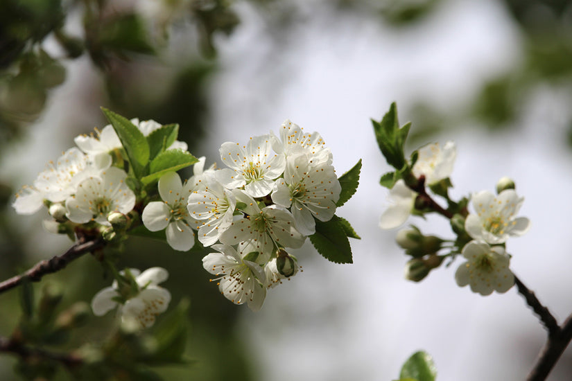 Prairiekers -  Prunus cerasus x fruticosa ‘Carmine Jewel’