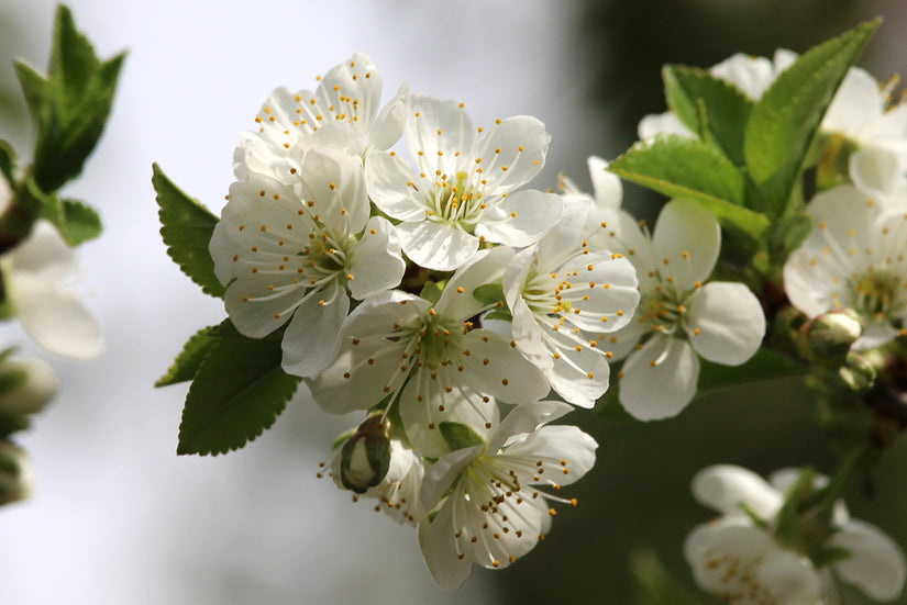 Prairiekers - Prunus cerasus x fruticosa ‘Valentine’