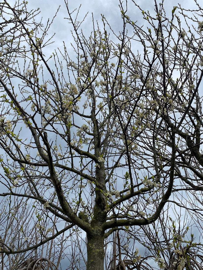 Pruimenboom - Prunus domestica 'Reine Claude d'Oullins'