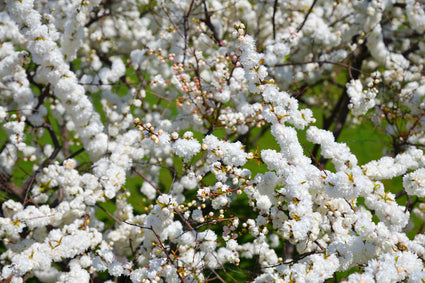 Sierkers - Prunus glandulosa 'Alba Plena'