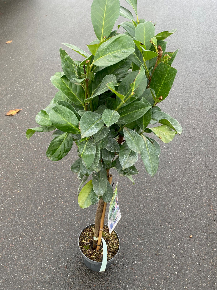 Prunus laurocerasus 'Etna'