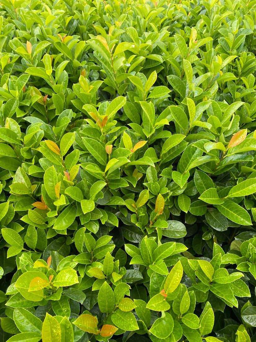 Laurierkers 'Etna' is een wintergroene haaplant