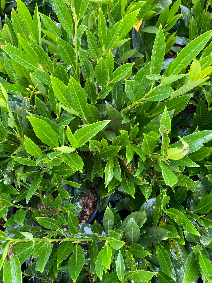 Prunus laurocerasus 'Otto Luyken'