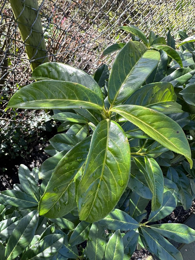 Prunus laurocerasus 'Genolia' bladstructuur