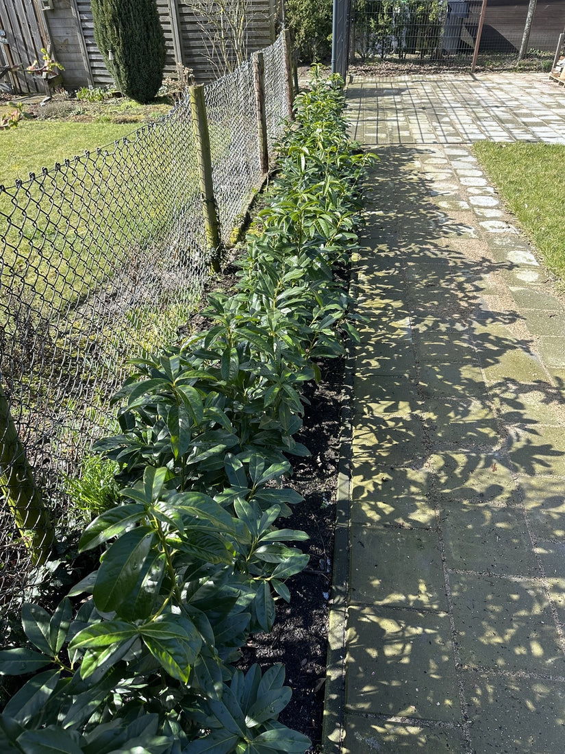 Prunus laurocerasus 'Genolia' klantfoto