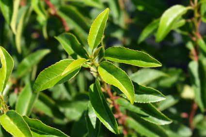 Portugese laurier - Prunus lusitanica