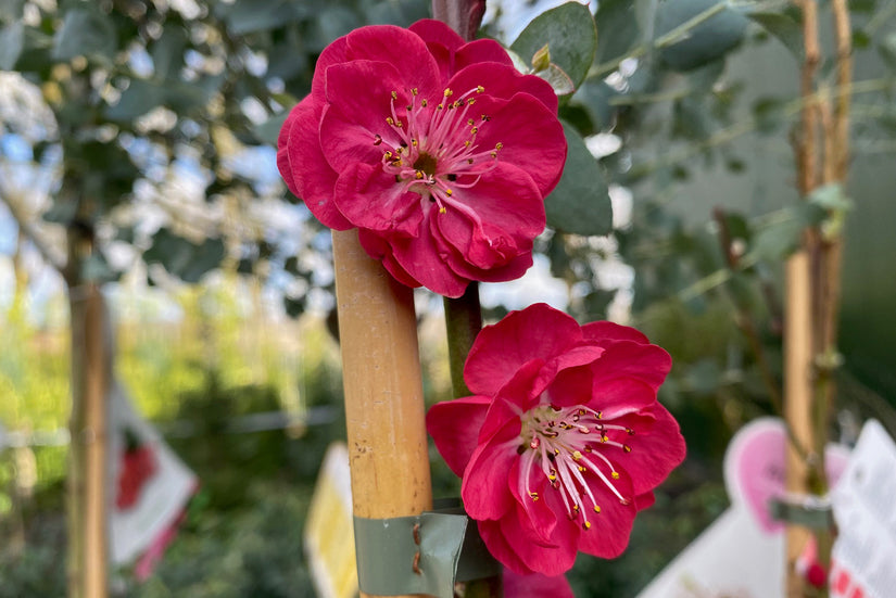 Perzik boom - Prunus persica "Melred"