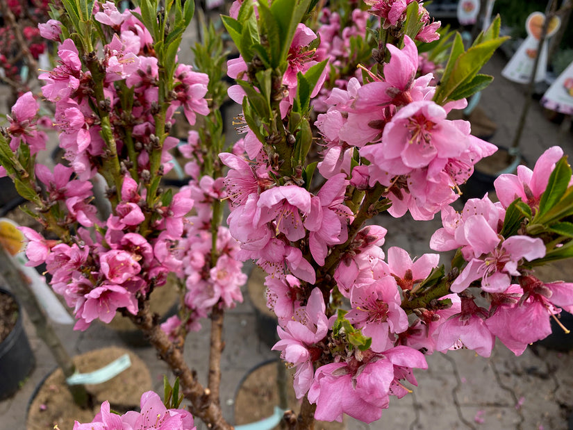 Dwergperzik - Prunus persica - Mini perzik