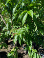 Nectarineboom - Prunus persica var. nucipersica 'Snow Queen'