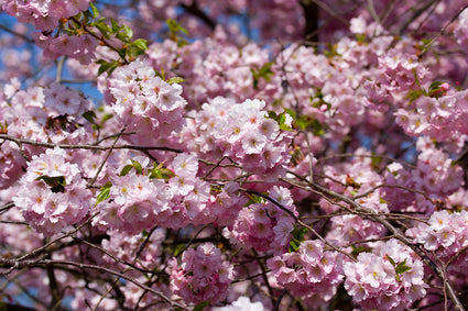 Japanse sierkers - Prunus sargentii 'Charles Sargent' bloei