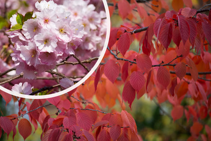 Japanse sierkers - Prunus sargentii 'Charles Sargent'