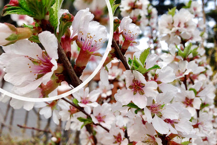 Nanking kers - Prunus tomentosa (Dwergkers)